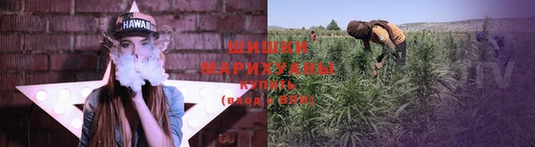 прущие грибы Ельня